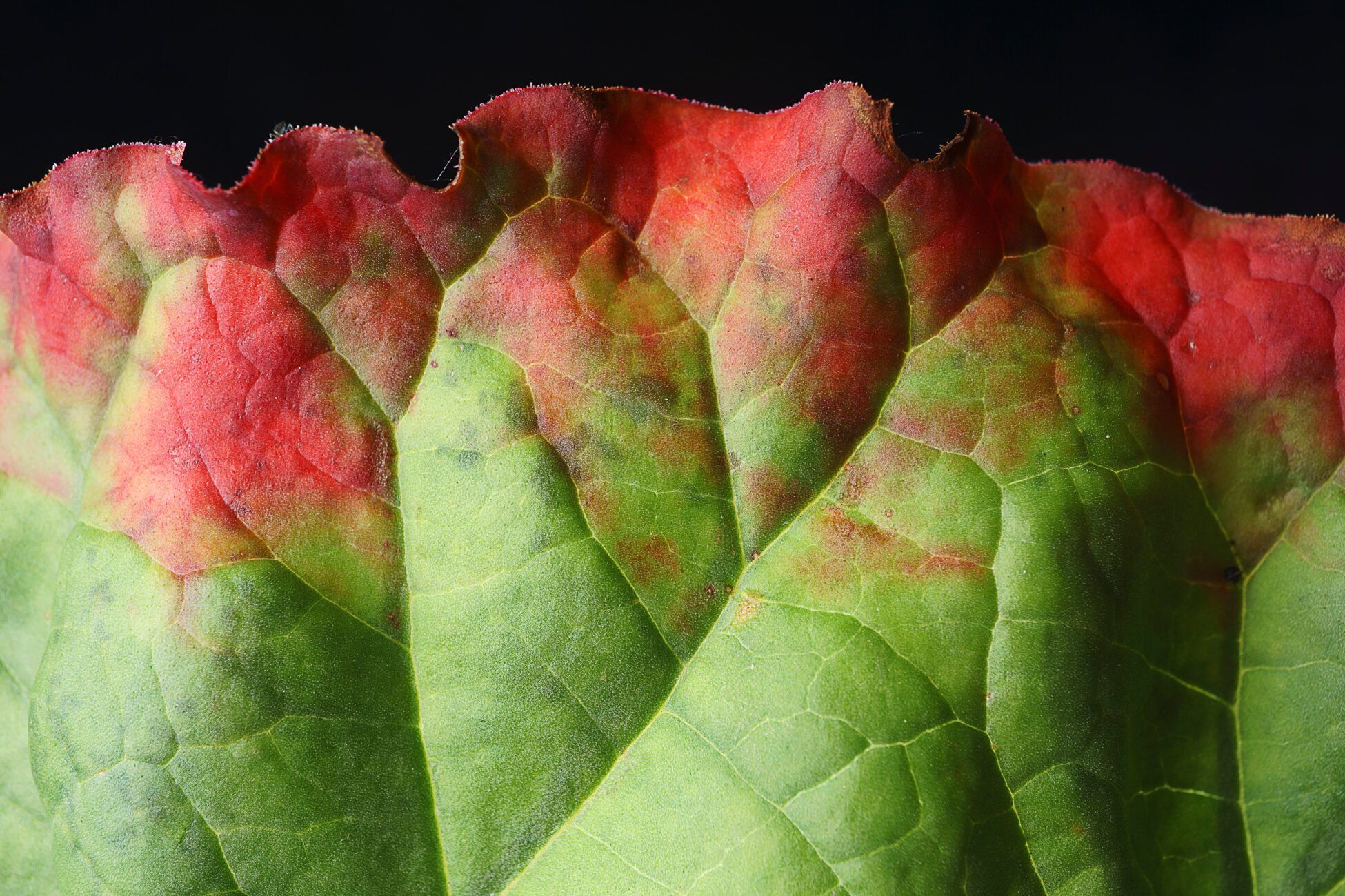 Rhubarb leaf showing colour change and black aphid infection