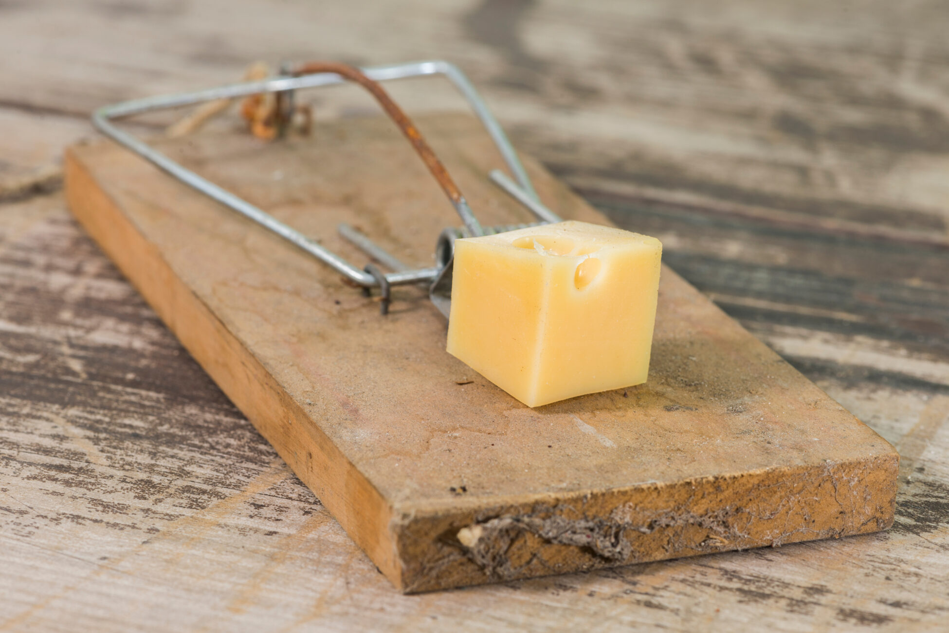 cheese on a mouse trap