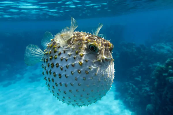 Taming Inflammation: The Restorative Power of FrequenCell’s Anti-Inflame Cell